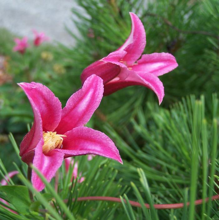Clematis x texensis 'Princess Diana' - Clematis from Quackin Grass Nursery Clematis x texensis 'Princess Diana' - Clematis from Quackin Grass Nursery