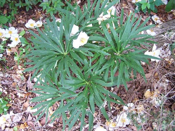 Helleborus (x?) multifidus 'Scissorhands' - Hellebore from Quackin Grass Nursery Helleborus (x?) multifidus 'Scissorhands' - Hellebore from Quackin Grass Nursery