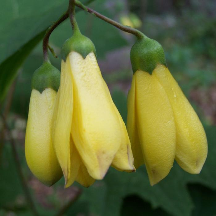 Kirengeshoma palmata - typical showy waxy yellow bells Kirengeshoma palmata - typical showy waxy yellow bells