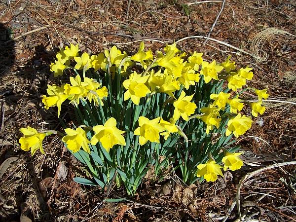 Narcissus 'Little Gem' - Daffodil from Quackin Grass Nursery Narcissus 'Little Gem' - Daffodil from Quackin Grass Nursery