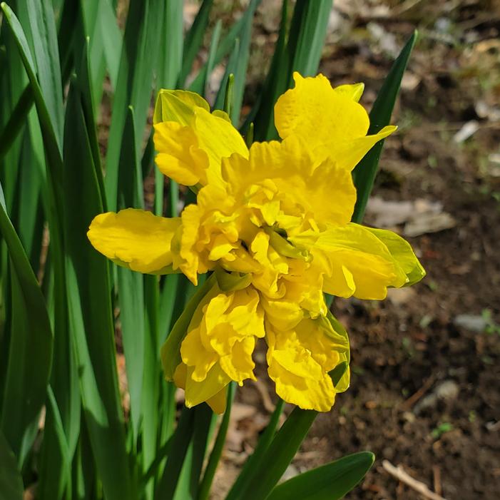 Narcissus un-identified heirloom - Daffodil from Quackin Grass Nursery Narcissus un-identified heirloom - Daffodil from Quackin Grass Nursery