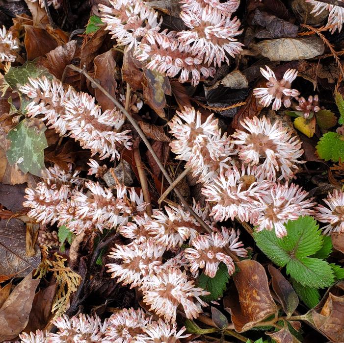 The early spring bottle brush flowers are fragrant. Pachysandra procumbens 'Angola' - Allegheny Spurge from Quackin Grass Nursery The early spring bottle brush flowers are fragrant. Pachysandra procumbens 'Angola' - Allegheny Spurge from Quackin Grass Nursery