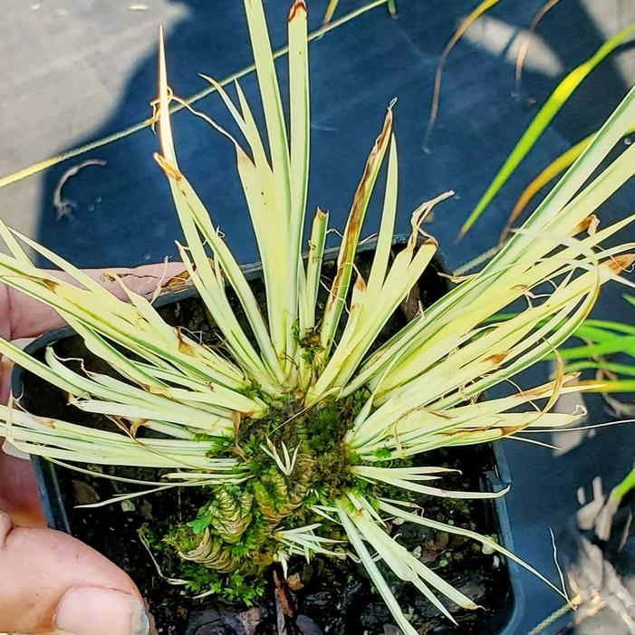 Acorus gramineus 'Bleached Blunder' - Japanese Sweet Flag from Quackin Grass Nursery Acorus gramineus 'Bleached Blunder' - Japanese Sweet Flag from Quackin Grass Nursery