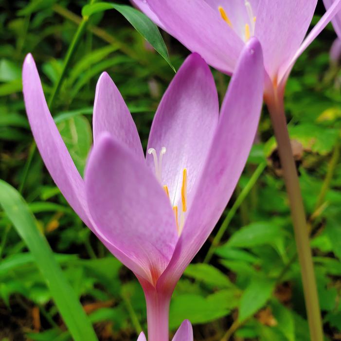 Colchicum byzantinum 'Nancy Lindsay' - from Quackin Grass Nursery Colchicum byzantinum 'Nancy Lindsay' - from Quackin Grass Nursery