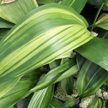 Aspidistra elatior 'Goldfeather'