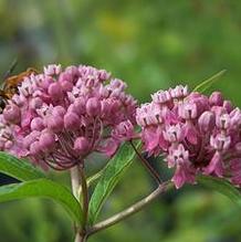 Asclepias incarnata