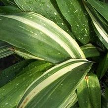 Aspidistra elatior 'Amanogawa'