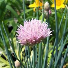 Allium schoenoprasum var. sibericum 'Pink Giant'