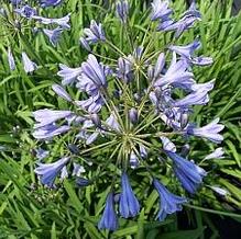 Agapanthus campanulatus subsp. patens 'Mooreanus'