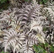 Athyrium nipponicum 'Silver Falls'