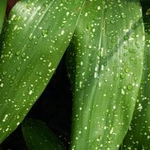 Aspidistra elatior 'Ginga Giant'