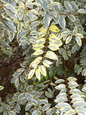 The original branch sport with all the extra variegataion which on its own roots is the cultivar 'Quackin' Happy Moondrops' The original branch sport with all the extra variegataion which on its own roots is the cultivar 'Quackin' Happy Moondrops'