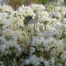 Allium thunbergii 'Album'