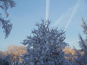 Winter morning