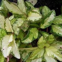 Ardisia japonica 'Miho no Matsu'