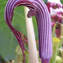 Arisaema fargesii