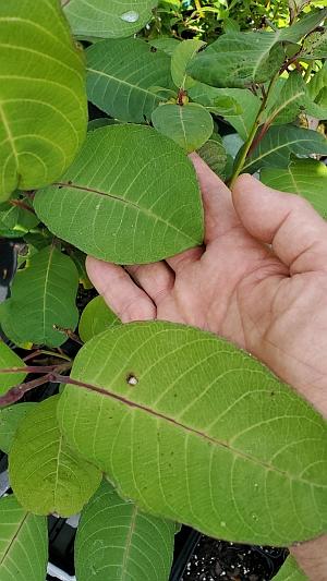 Salix magnifica - Magnificent Willow from Quackin Grass Nursery Salix magnifica - Magnificent Willow from Quackin Grass Nursery