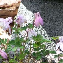 Aquilegia 'x 'Bonnet''