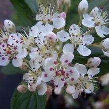 Aronia arbutifolia 'Brilliantissima'