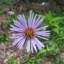 Aster novae-angliae 'Skyscraper'