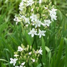 Agapanthus campanulatus 