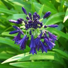 Agapanthus campanulatus 'Mood Indigo'