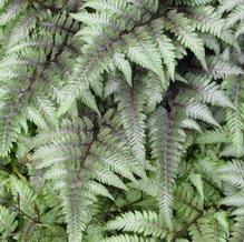 Athyrium nipponicum 'Pictum'