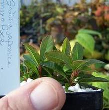 Ardisia japonica 'Angyo Pixie'