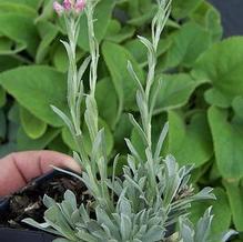 Antennaria dioica 'Rubra'