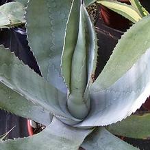 Agave 'Silver Surfer'