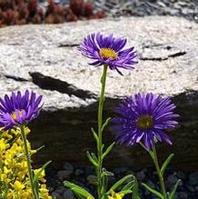 Aster alpinus 'Dark Beauty' Aster alpinus 'Dark Beauty'