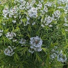 Amsonia ciliata ''Arkansas Form''