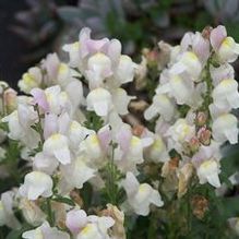 Antirrhinum hispanicum 'Blushing Dragons'