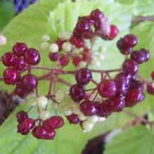 Aralia racemosa