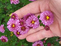 Chrysanthemum 'Mei-kyo'