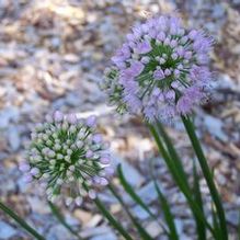 Allium angulosum 'Summer Beauty'