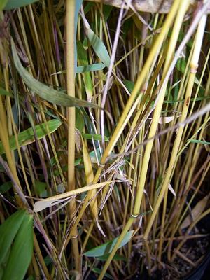 the yellow stems of Fargesia robusta are similar in tone to those of F. denudata