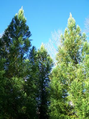 Cryptomeria japonica 'Yoshino'