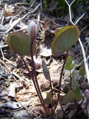 Typical leaf form evident in the newly emergent leaves just beginning to unclasp from the closed position.