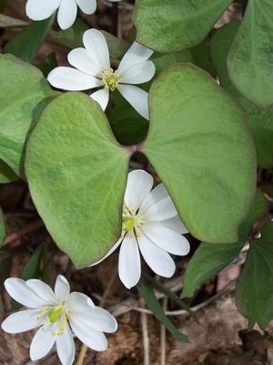 Typical smooth-edged paired leaves with peak flowers