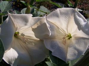 The play of shadow and light on Datura