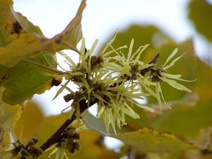 Hamamelis virginiana 'Harvest Moon' is a Broken Arrow Nursery introduction