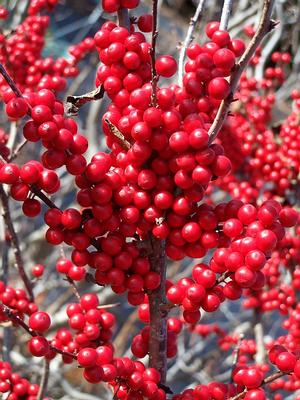 Ilex verticillata 'Winter Red'