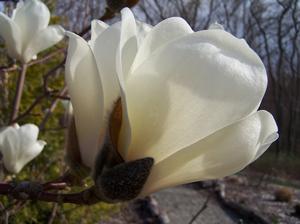 Magnolia denudata