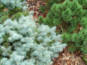 Picea pungens 'St. Mary's Broom' (left); Pinus mugo 'Valley Cushion' (right)