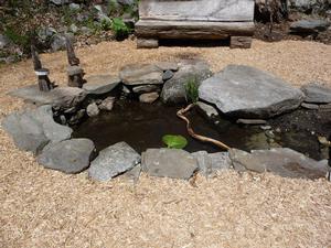 The natural spring at Palmer Arboretum