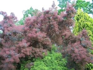 Cotinus x 'Grace' - Smokebush from Quackin Grass Nursery