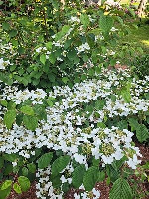 Viburnum plicatum f. tomentosum 'Watanabe' - courtesy Jim Schaefer