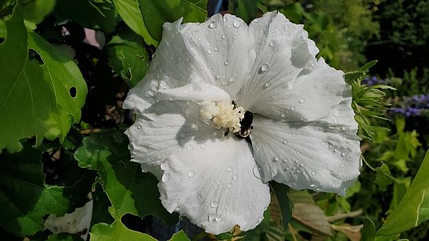 Hibiscus syriacus 'Diana' - Hibiscus from Quackin Grass Nursery