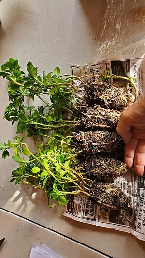 Pachysandra axillaris 'Windcliff' - Pachysandra from Quackin Grass Nursery